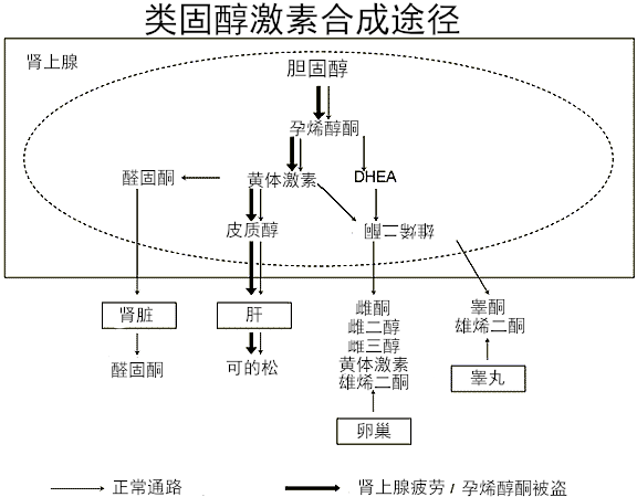 肾上腺激素途径